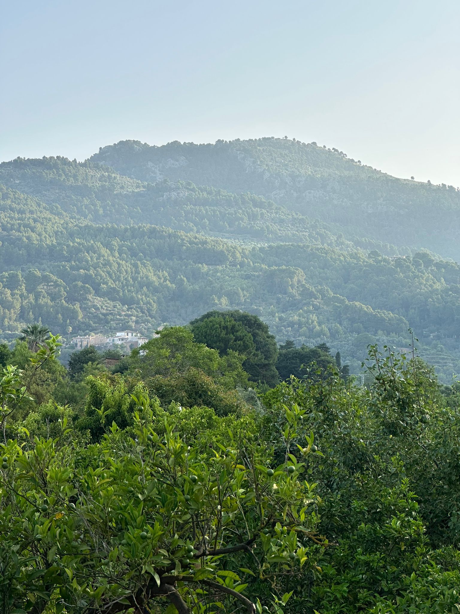 Citrus valley Sóller