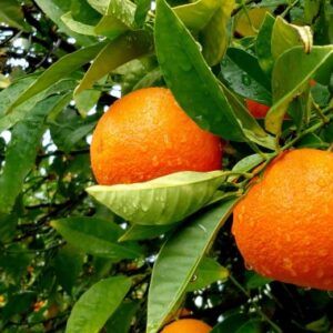 Sóller Orange