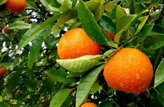Sóller Orange