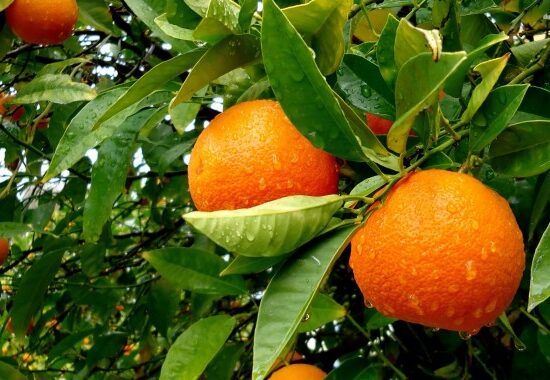 Sóller Orange